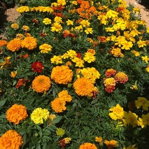 Meet your Posher, Cameron